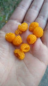 Anshu an edible fruit found in Himalayas