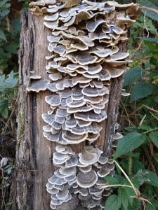 Wild mushrooms grow naturaly mainly in monsoon all around Kasauli